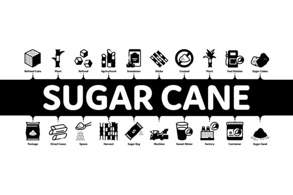 Designing with Purpose: Mastering the Sugar Cane Minimal Infographic Banner